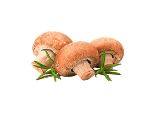 Premium-quality fresh mushrooms vegetables ingredients, Superfoods Gourmet